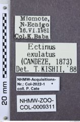 Etikett zu Mulsanteus nigritarsis (Schwarz, 1901)